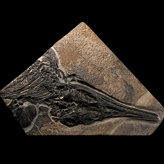Fossil Ichthyosaur Skull and Partial Skeleton