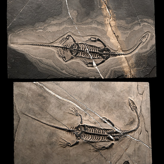 Fossil Keichousaurus Skeleton Male and Female Pair