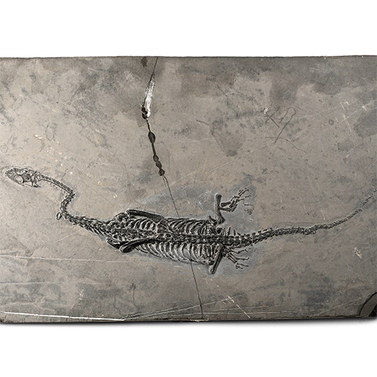 Fossil Keichousaurus Skeleton in Three-Dimensional Dorsal View