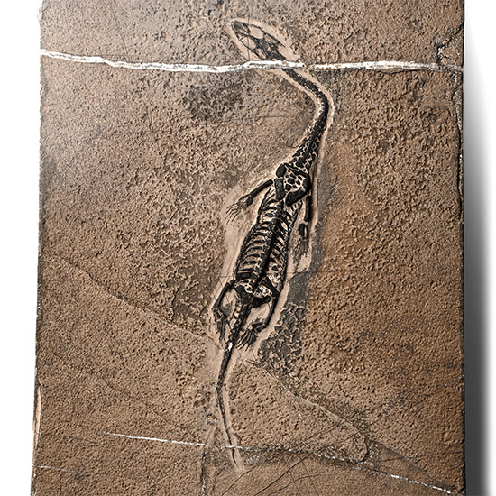Fossil Keichousaurus Skeleton