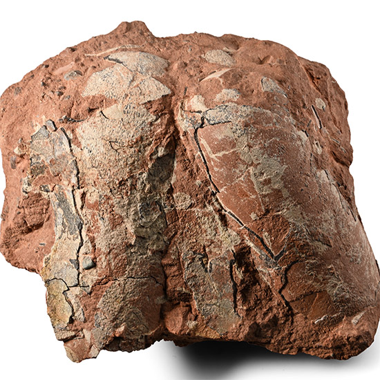 Fossil Oviraptor Egg Pair