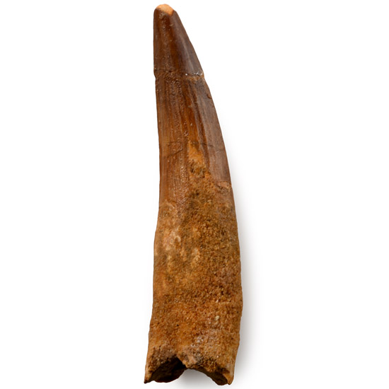 Large Spinosaurus Dinosaur Fossil Tooth
