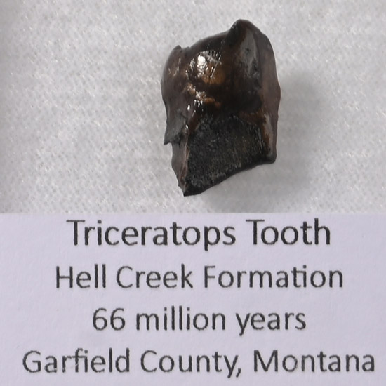 Triceratops Dinosaur Fossil Tooth