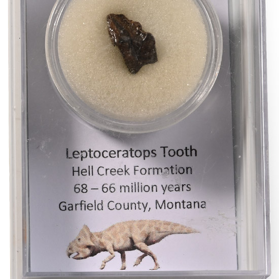 Leptoceratops Dinosaur Fossil Tooth