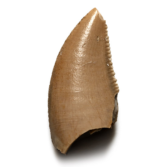 Juvenile Majungasaurus Dinosaur Fossil Tooth