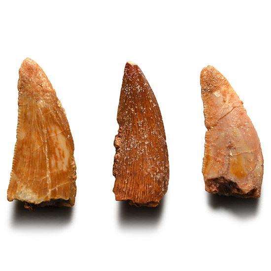 Juvenile Abelisaurid Dinosaur Fossil Tooth Group