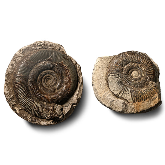Fossil Dactylioceras Ammonite Group