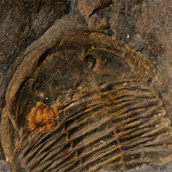 Fossil Trilobite in Welsh Slate