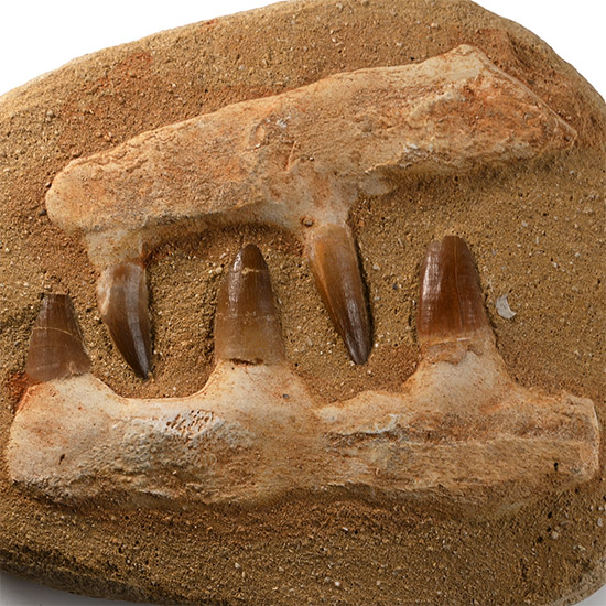 Fossil Mosasaur Marine Dinosaur Teeth in Composite Jaws