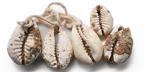 Group of Five [5] Cowry Currency Shells.