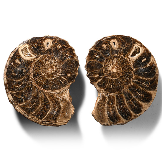 Cut and Polished Fossil Ammonite