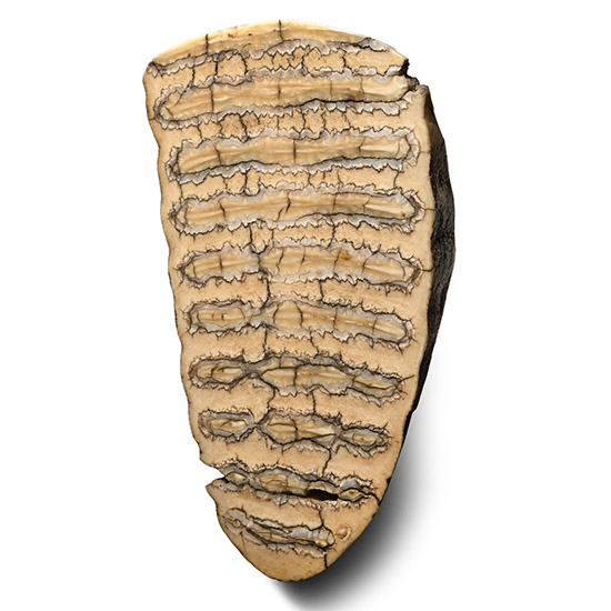 Polished Tooth Section of a Baby Woolly Mammoth