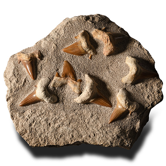 Fossil Otodus Shark Tooth Matrix