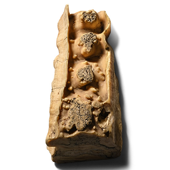 Baby Woolly Mammoth Tooth Section