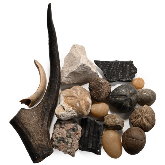 Fossil, Mineral and Bone Artefact Collection
