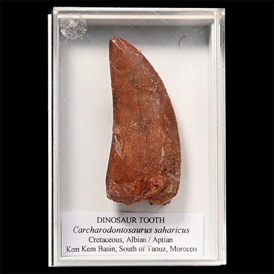 Fossil North African T-Rex Dinosaur Tooth