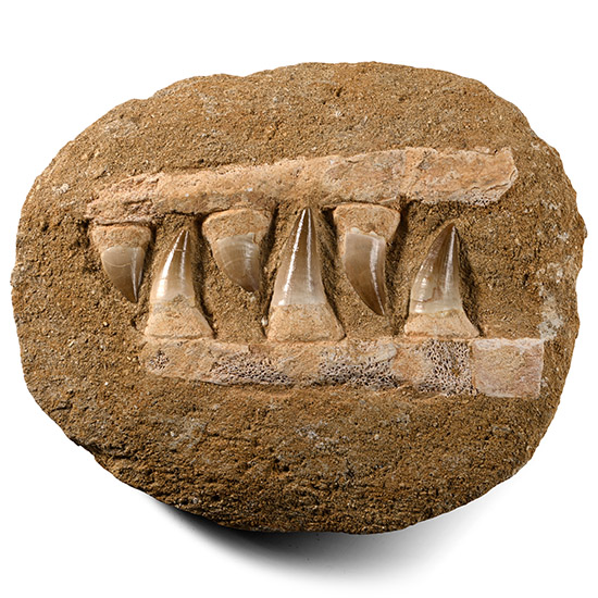 Mosasaur Marine Dinosaur Fossil Teeth in Composite Jaw