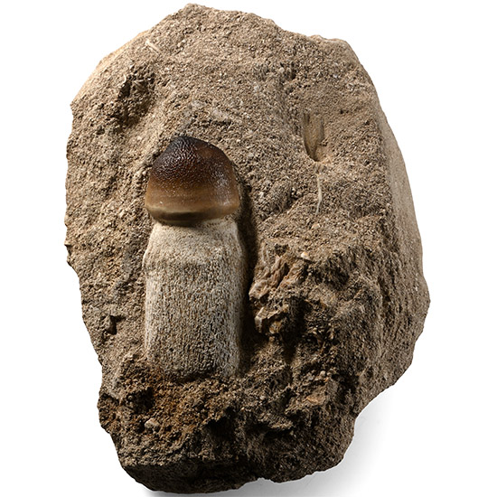 Mosasaur Globidens Marine Dinosaur Fossil Tooth in a Matrix