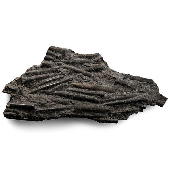 Fossil Belemnites in Matrix