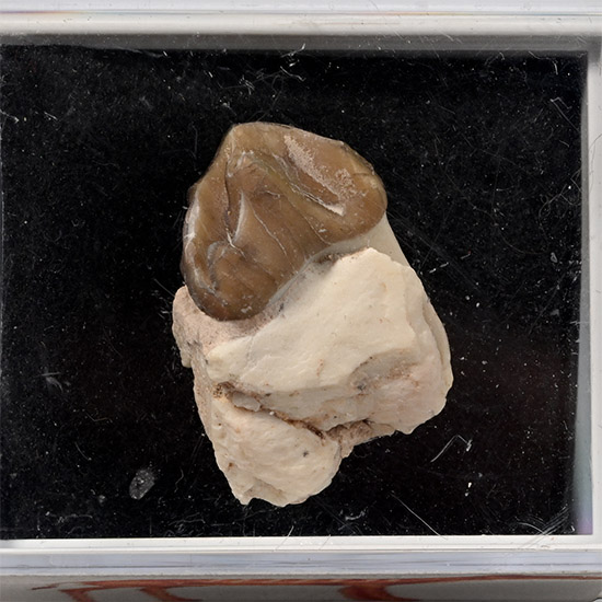 North American Fossil Oreodont Mammal Tooth