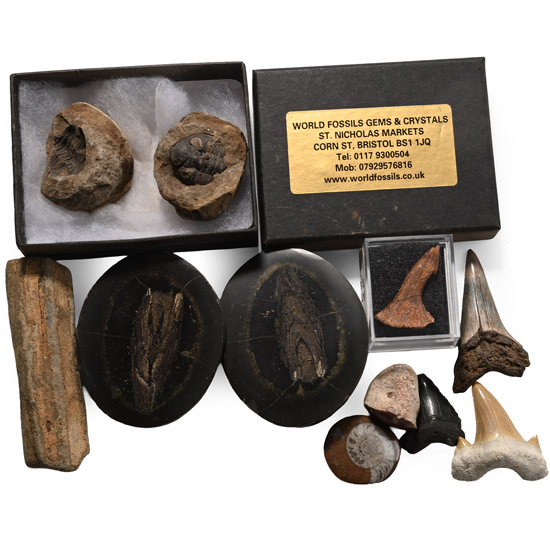 Mixed Fossil and Tooth Collection
