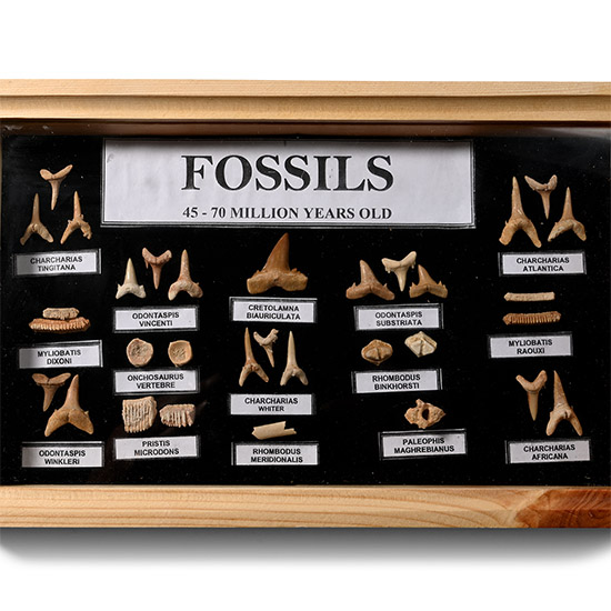 Fossil Sharks Tooth Collection