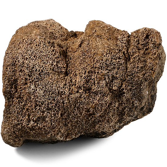 Edmontosaurus Dinosaur Fossil Bone