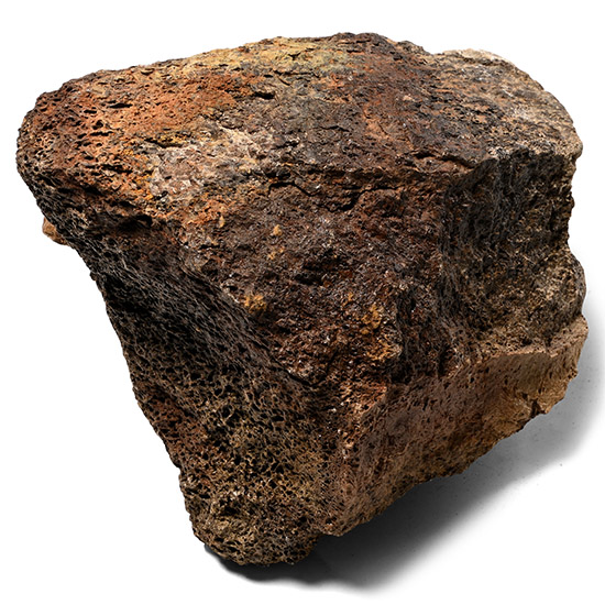 Edmontosaurus Dinosaur Fossil Bone