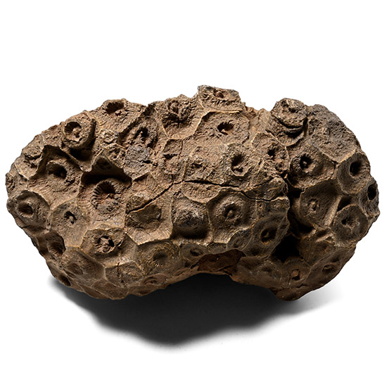 Fossil Coral Actinocyathus Specimen