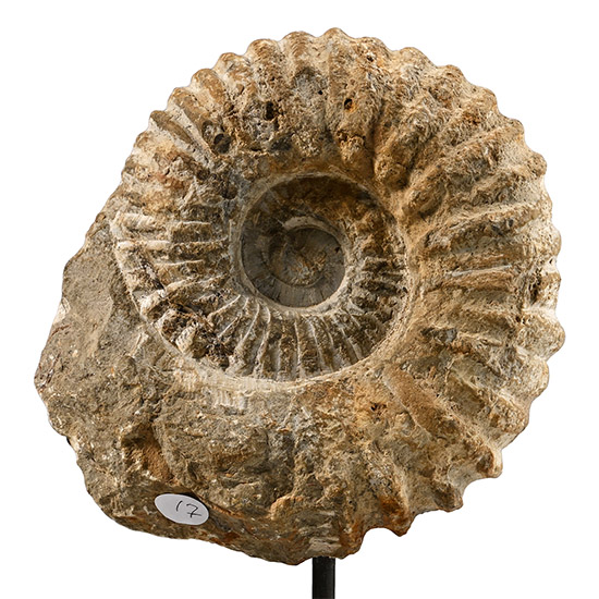 Fossil Acanthoceras Agadir Ammonite on Display Stand