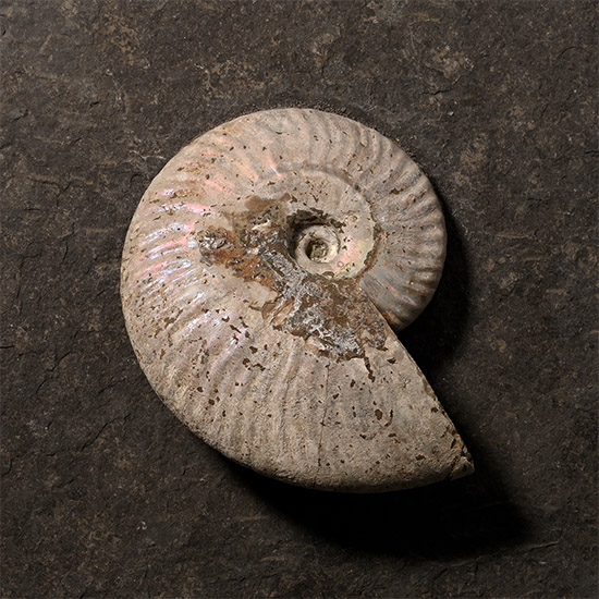 Iridescent Fossil Cleoniceras Ammonite Set in Slate