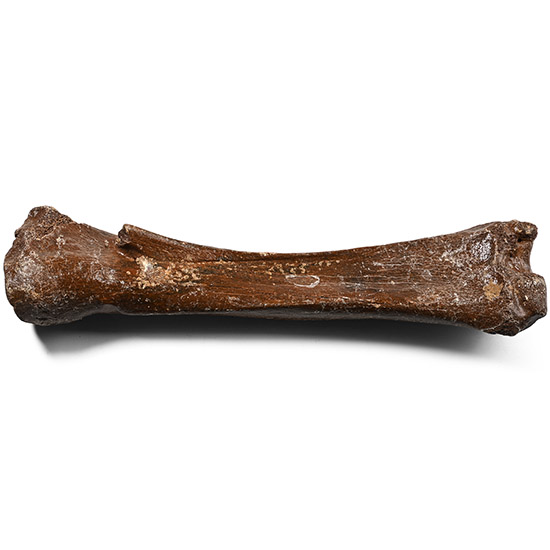 Early Horse Fossil Bone Specimen