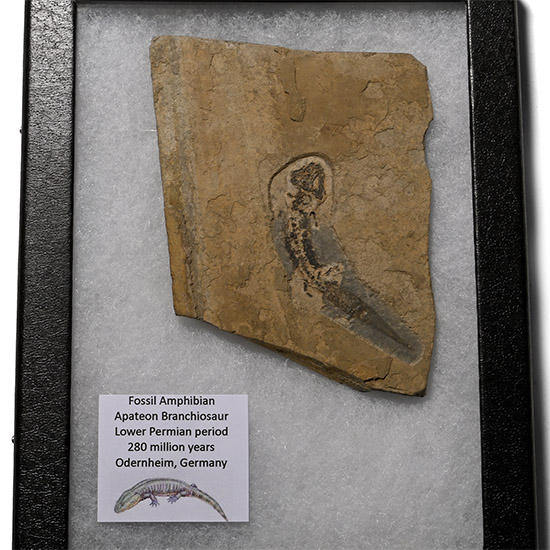 Fossil Apateon Branchiosaur Amphibian