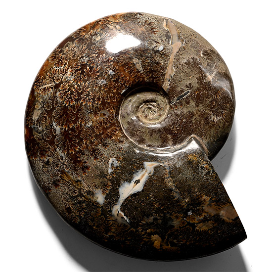 Large Polished Cleoniceras Fossil Ammonite Display Specimen