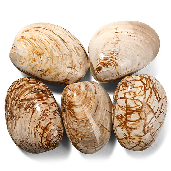 Large Polished Fossil Bivalves Collection