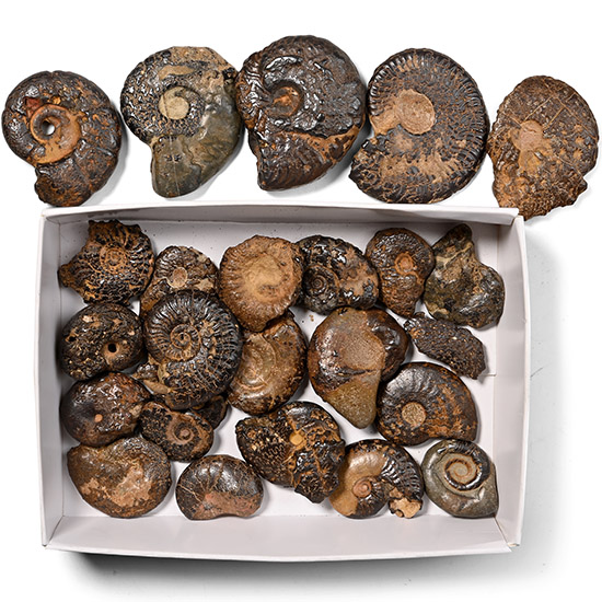 Hematite Fossil Ammonite Group
