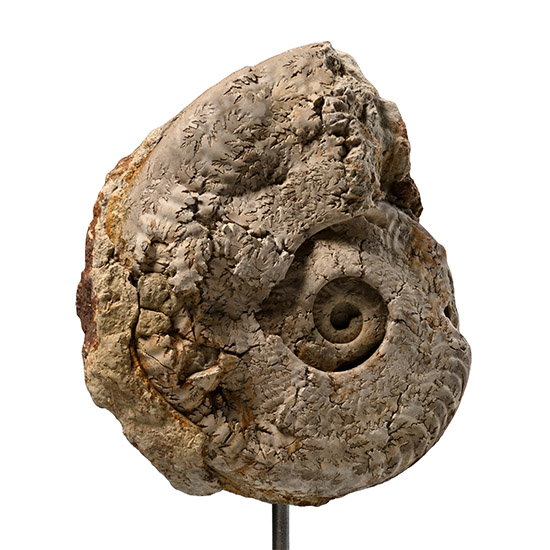 Harpoceras Fossil Ammonite on Stand