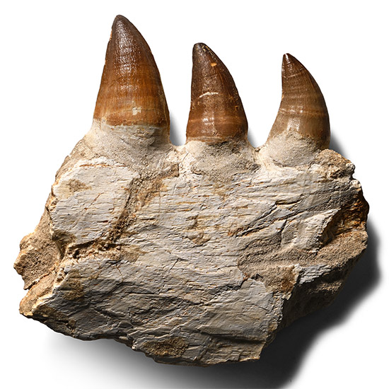 Mosasaur Marine Dinosaur Teeth in Composite Jaw