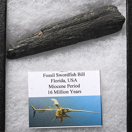Fossil Swordfish Bill