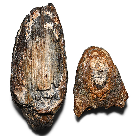 Fossil Woolly Mammoth Tooth Segments