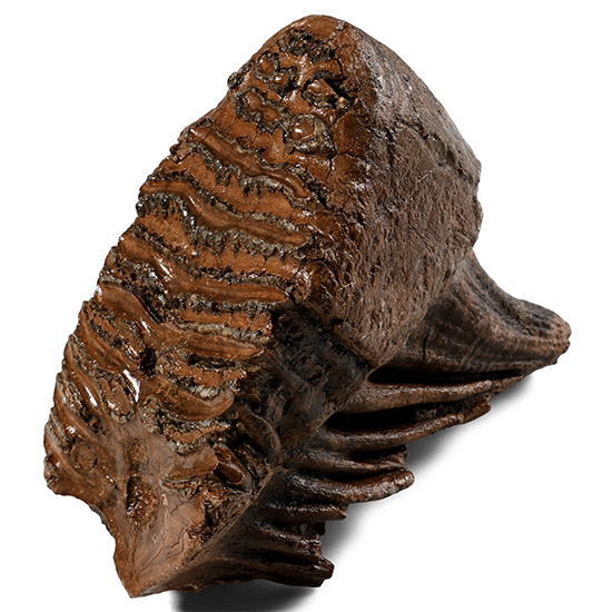 Fossil Woolly Mammoth Tooth
