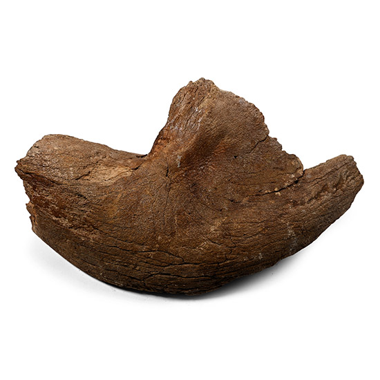 Fossil Woolly Mammoth Partial Jaw