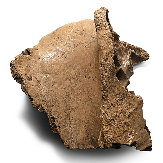 Large Fossil Woolly Mammoth Partial Skull