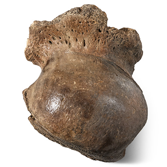 Large Fossil Woolly Mammoth Hip Joint