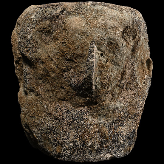 Fossil Whale Verebra