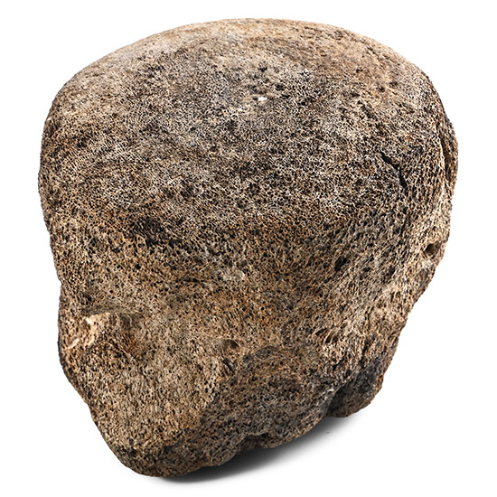 Fossil Whale Vertebra