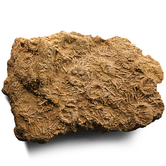 Fossil Cidaris Sea Urchins with Spines