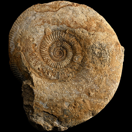 Large Fossil Parkinsonia Ammonite Specimen
