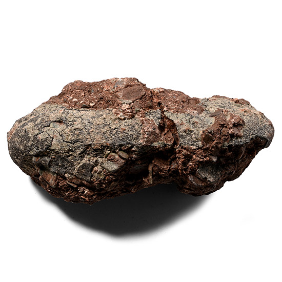 Oviraptor Fossil Dinosaur Egg