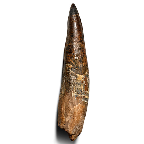 Exceptionally Large Spinosaurus Dinosaur Fossil Tooth